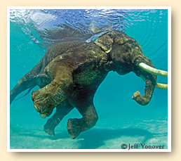 Snorkeling Elephant - Copyright Jeff Yonover
